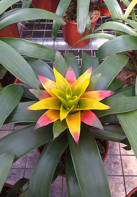 Guzmania - Bromelias, Productos > Leonardo Wolf | Flores en Maceta