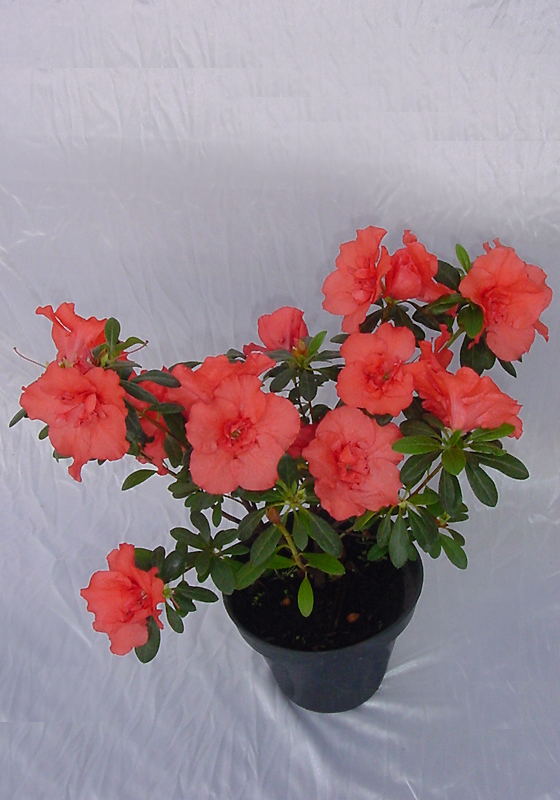 Azalea doble - Flores en Maceta, Productos > Leonardo Wolf | Flores en  Maceta, Plantas de follaje y mas – Desde 1928 liderando la floricultura  Argentina” style=”width:100%”><figcaption style=