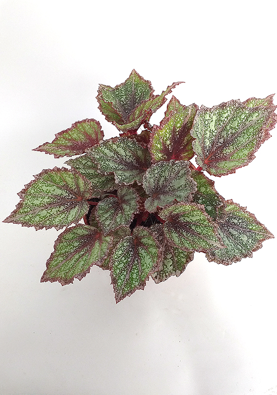 Begonia Beleaf - Flores en Maceta, Productos ></noscript> Leonardo Wolf | Flores en  Maceta, Plantas de follaje y mas – Desde 1928 liderando la floricultura  Argentina” style=”width:100%”><figcaption style=