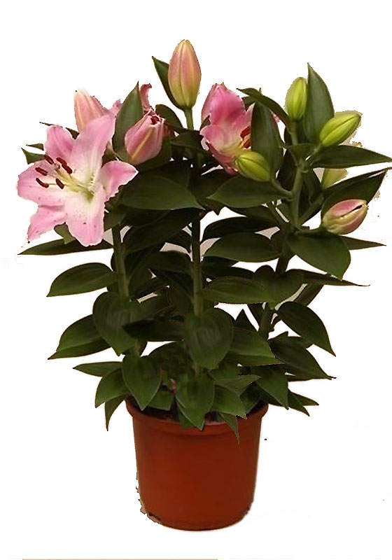 Lilium Caramelo - Flores en Productos > Wolf | Flores en Maceta, de follaje y mas - Desde 1928 liderando la floricultura Argentina