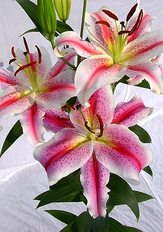 Details 119 imagen lilium oriental perfumado