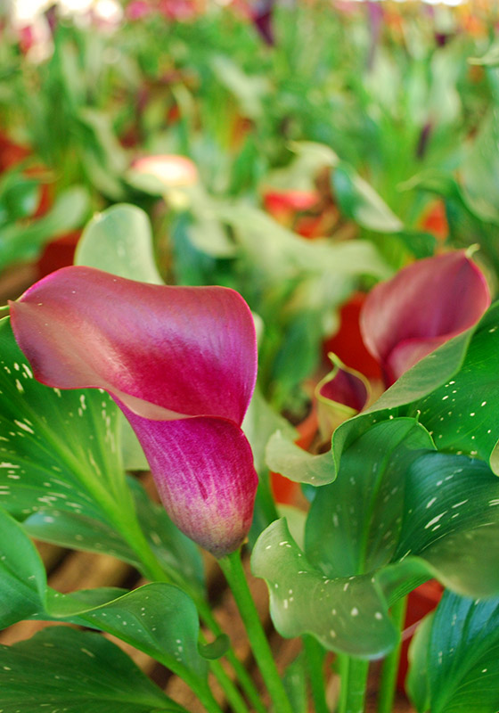 Calas de color - Flores en Maceta, Productos > Leonardo Wolf | Flores en  Maceta, Plantas de follaje y mas – Desde 1928 liderando la floricultura  Argentina” style=”width:100%”><figcaption style=