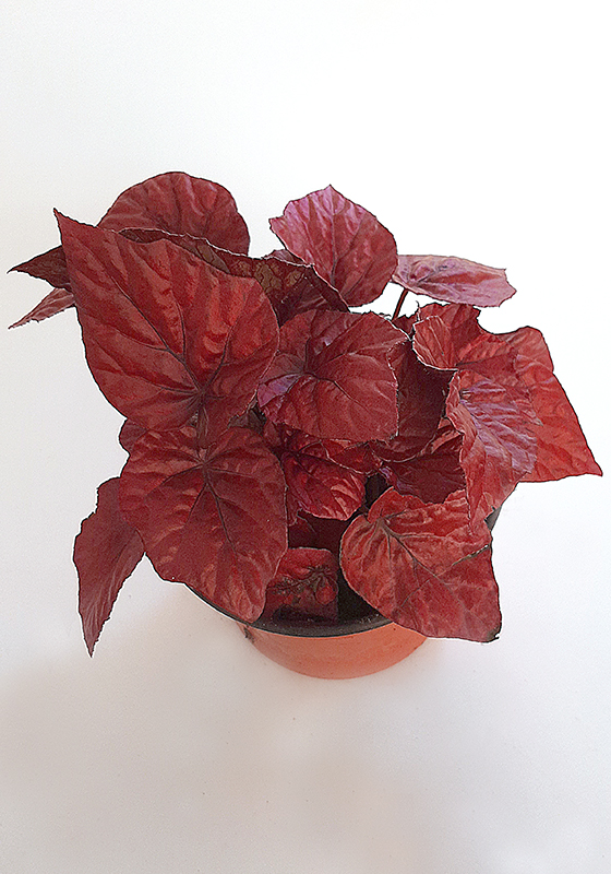 Begonia Beleaf - Flores en Maceta, Productos ></noscript> Leonardo Wolf | Flores en  Maceta, Plantas de follaje y mas – Desde 1928 liderando la floricultura  Argentina” style=”width:100%”><figcaption style=