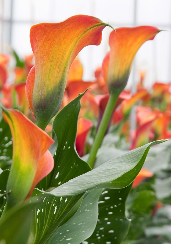 Calas de color - Flores en Maceta, Productos > Leonardo Wolf | Flores en  Maceta, Plantas de follaje y mas – Desde 1928 liderando la floricultura  Argentina” style=”width:100%”><figcaption style=