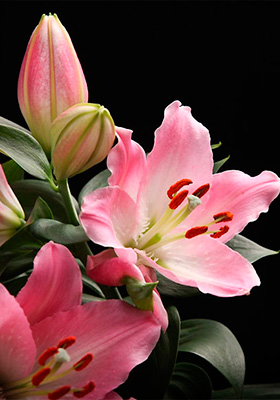 Lilium Caramelo - Flores en Maceta, Productos > Leonardo Wolf | Flores en  Maceta, Plantas de follaje y mas – Desde 1928 liderando la floricultura  Argentina” style=”width:100%”><figcaption style=