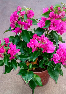 Santa Rita Enana Flores En Maceta Productos Leonardo Wolf Flores En Maceta Plantas De Follaje Y Mas Desde 1928 Liderando La Floricultura Argentina